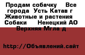 Продам собачку  - Все города, Усть-Катав г. Животные и растения » Собаки   . Ненецкий АО,Верхняя Мгла д.